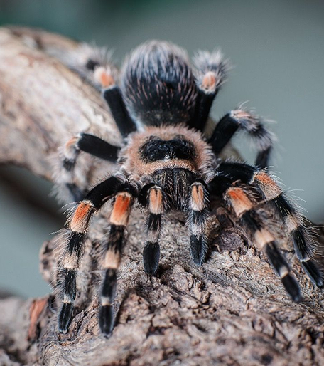 Выставка пауков в Минске.jpg